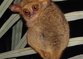 Daniel And Carlina Tangkoko06